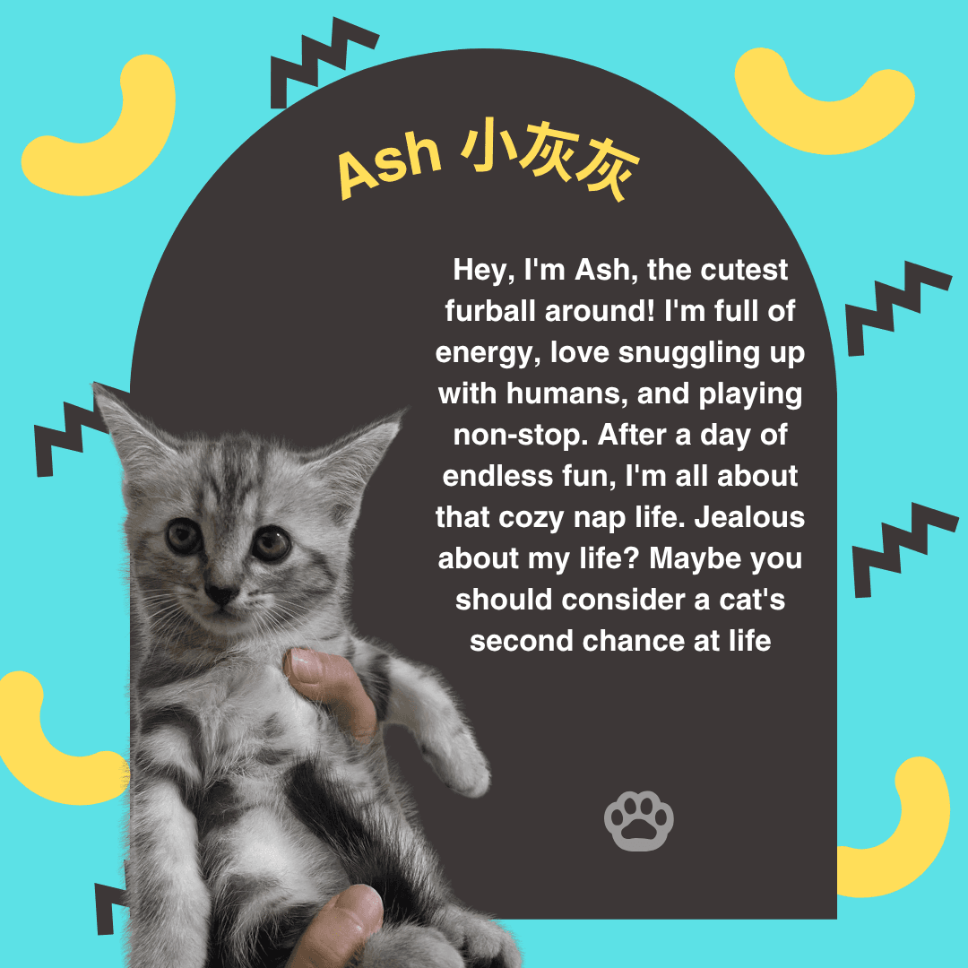 Ash — Orchard resident cat