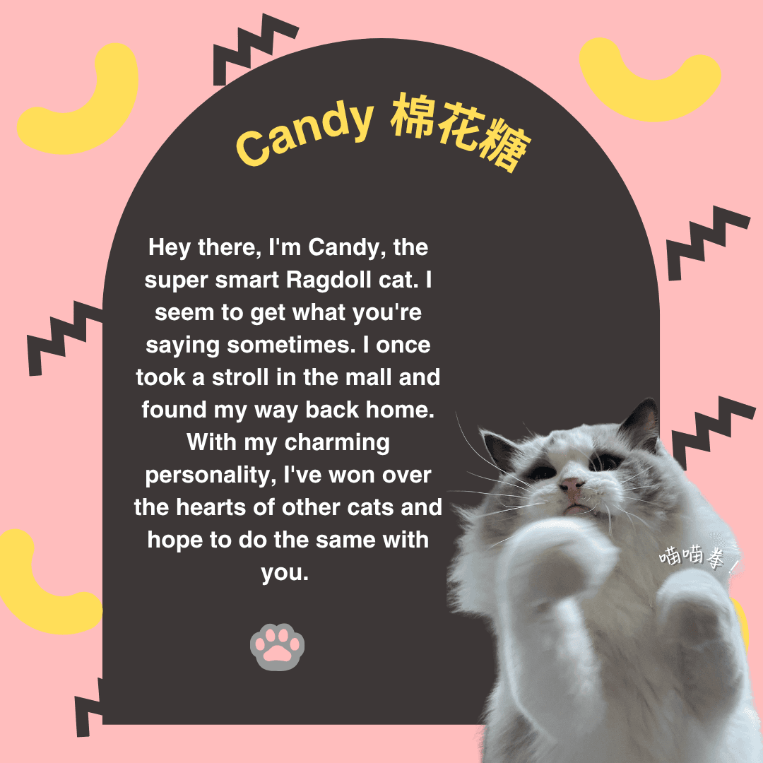 Candy — Orchard resident cat