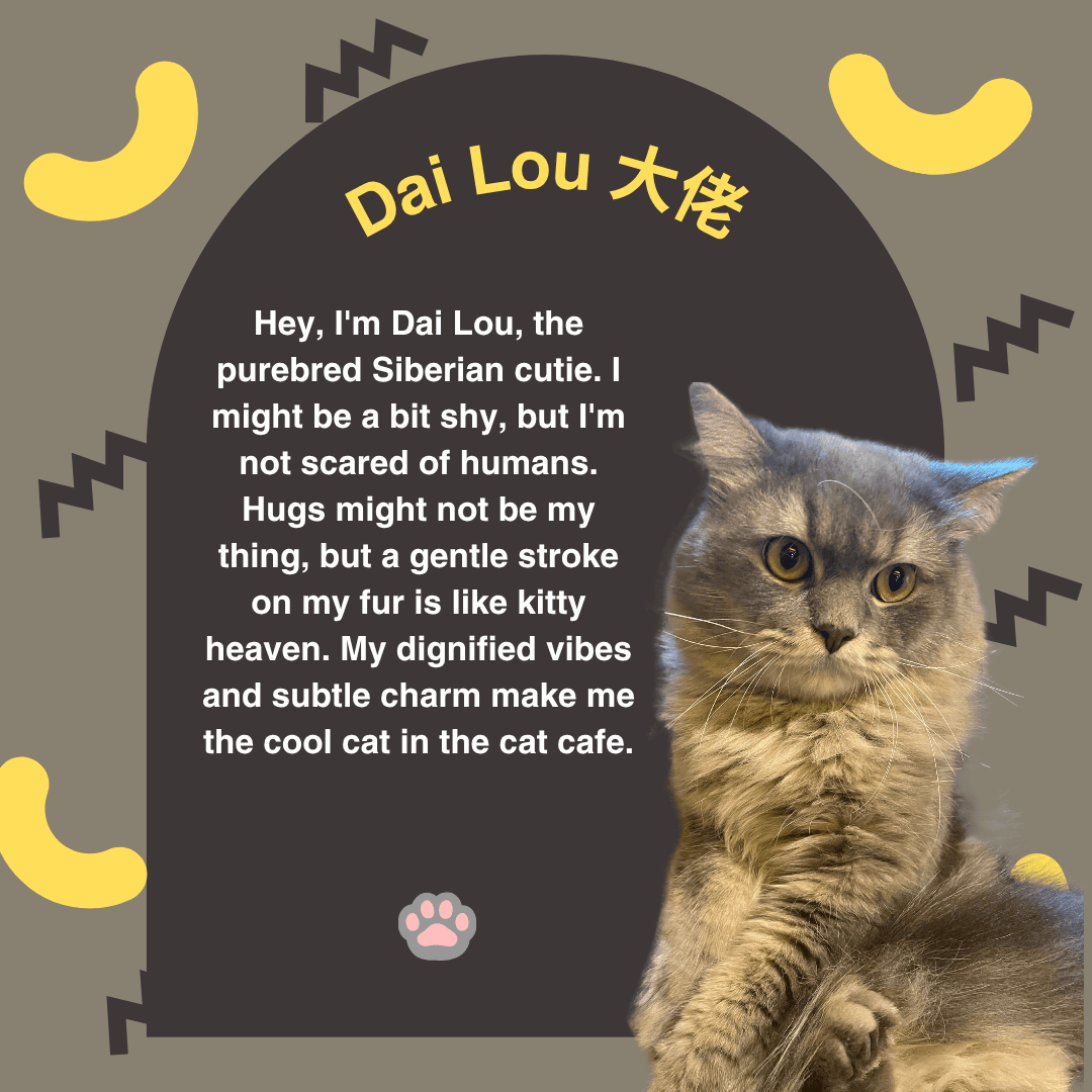 Dai Lou — Orchard resident cat