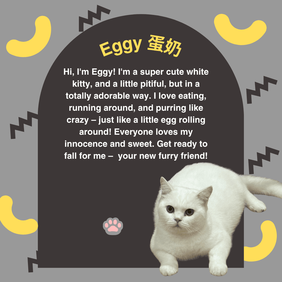Eggy — Orchard resident cat