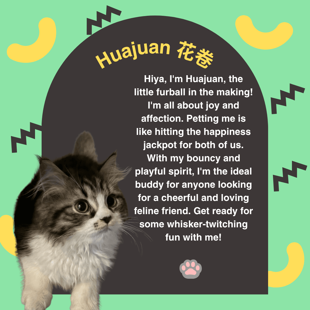 Huajuan — Orchard resident cat