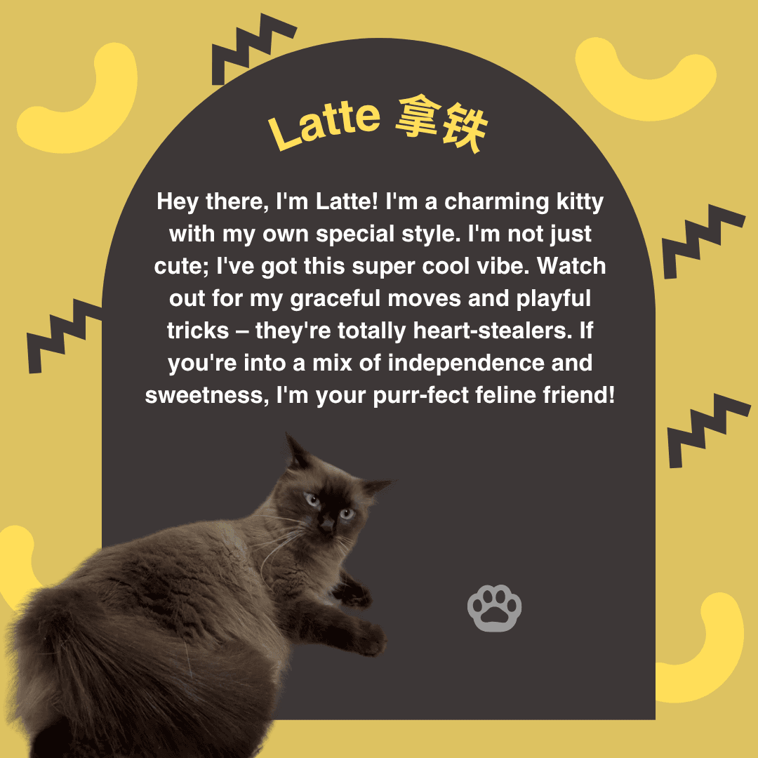 Latte — Orchard resident cat