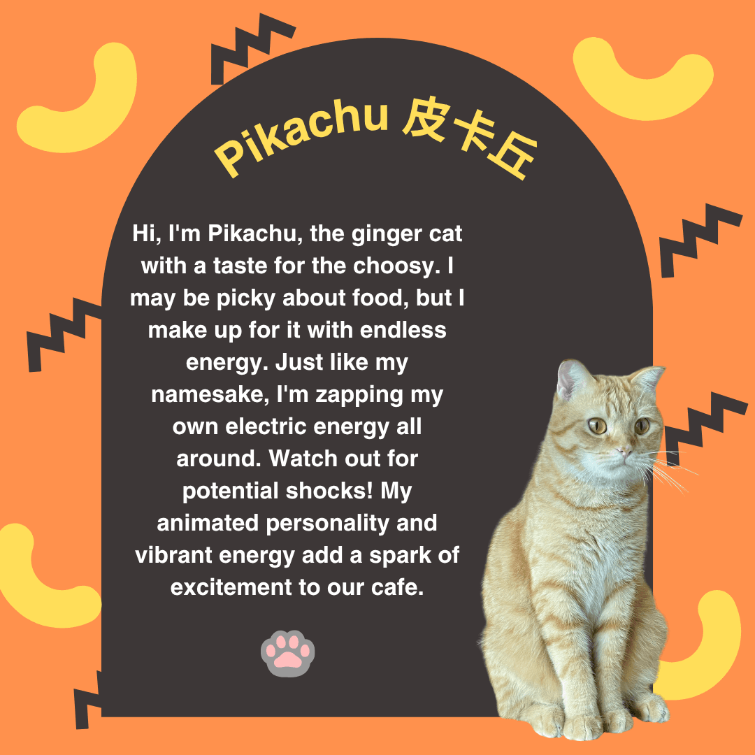 Pikachu — Orchard resident cat