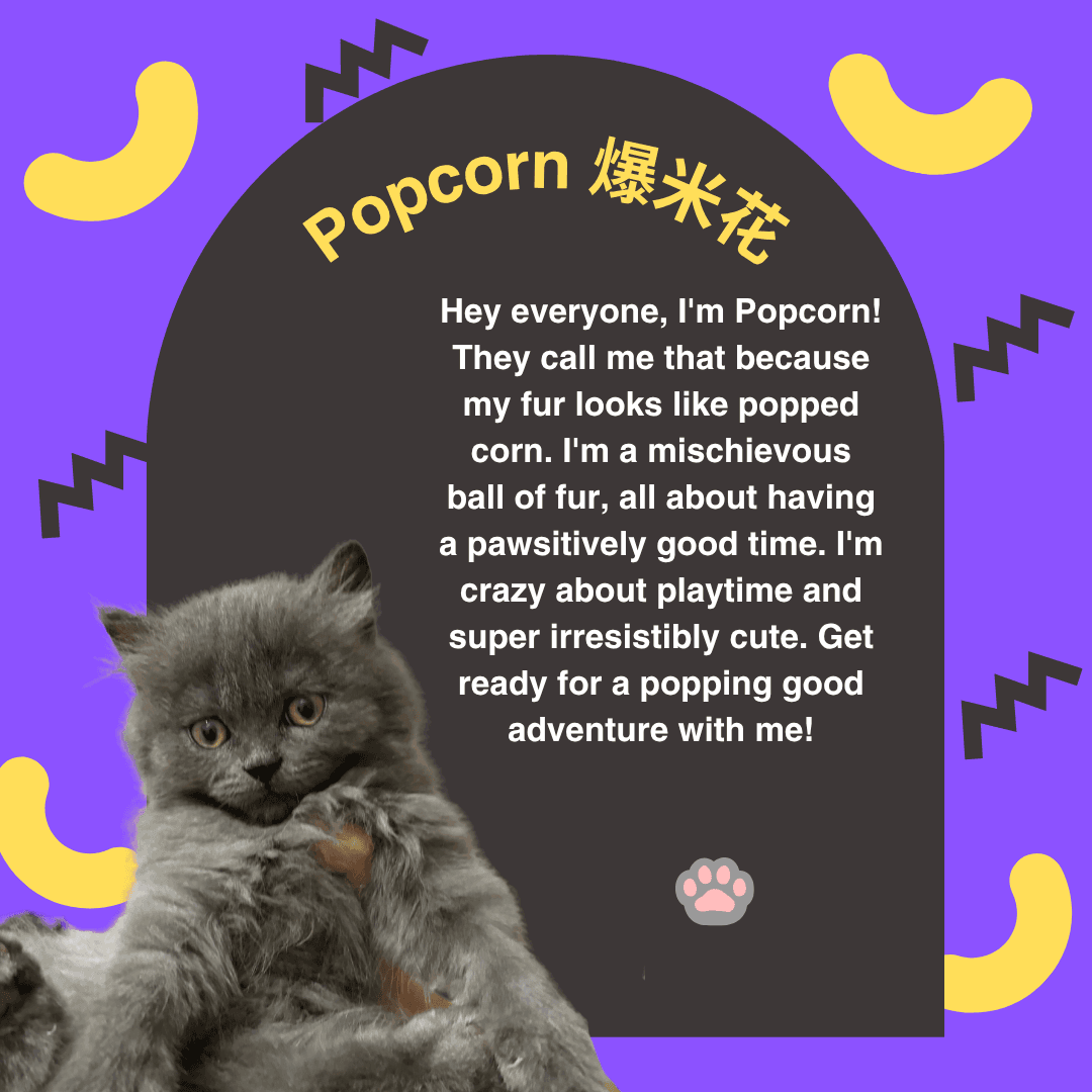 Popcorn — Orchard resident cat