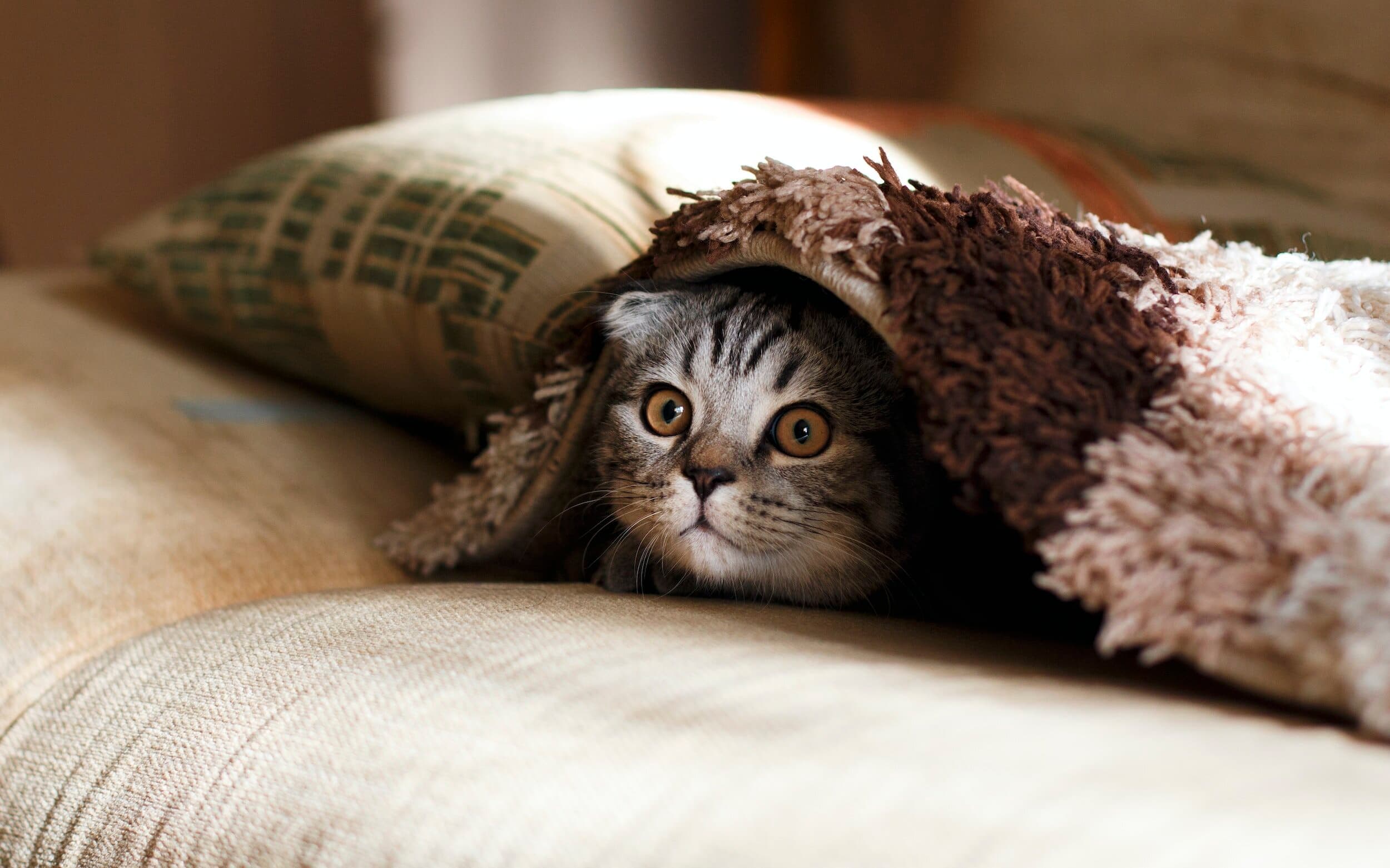 A grey kitten peeking from under a fluffy blanket